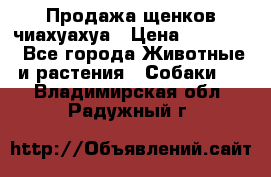 Продажа щенков чиахуахуа › Цена ­ 12 000 - Все города Животные и растения » Собаки   . Владимирская обл.,Радужный г.